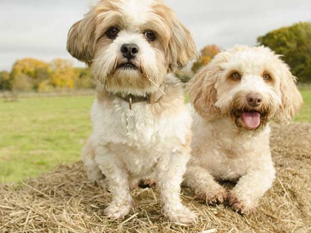 Puppy Day Care