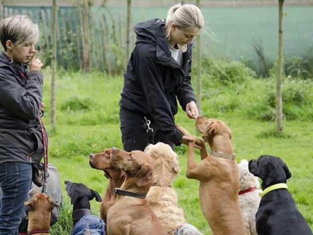 Dog Handlers