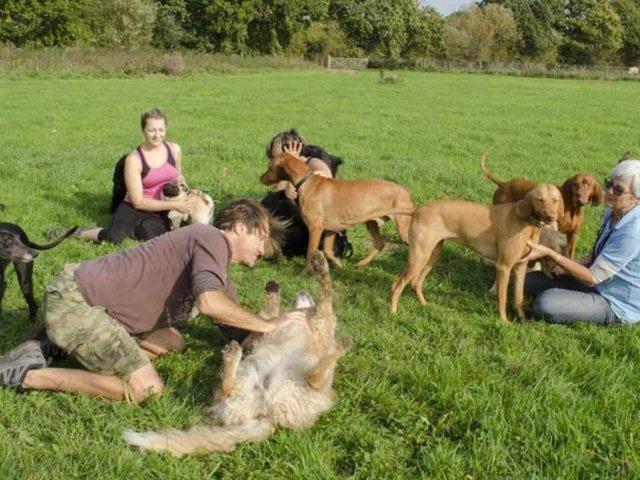 Dog Stroll Day Care